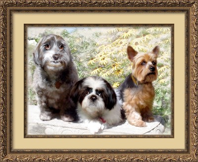 Susan's Dogs